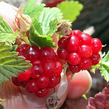 Княженика обыкновенная Беата