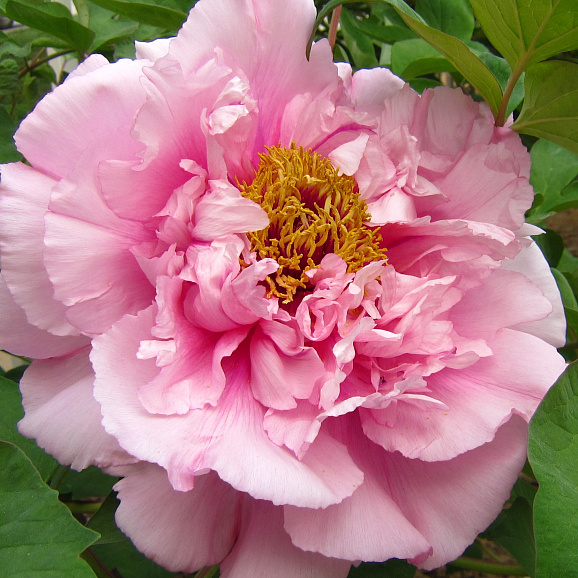 Пион древовидный Розовая Река в тубе