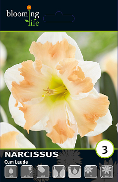 Нарцисс орхидный Кум Лауд