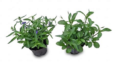 Lobelia Mix