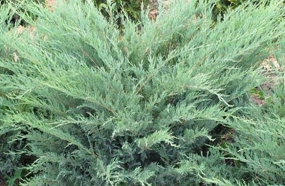 Можжевельник казацкий Глаука