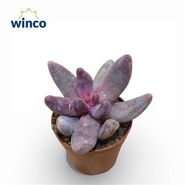 Pachyphytum Ganzhou