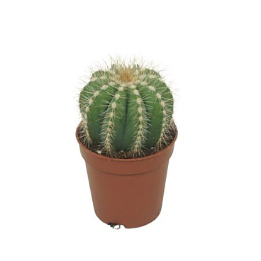 Notocactus Magnificus 5,5 Cm