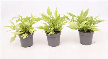 Ipomoea Batatas Green Sweet Potato