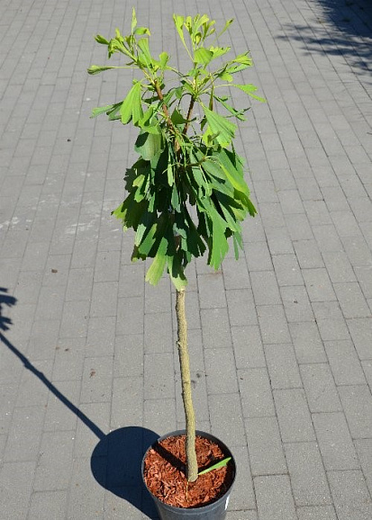 Гинко двулопастный Клевелендс Голден Глоб штамб