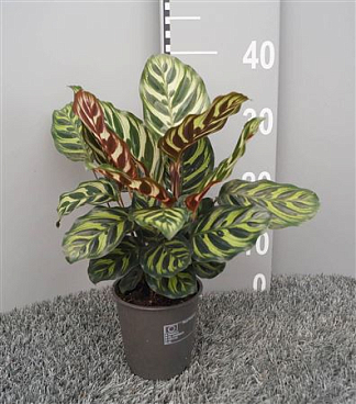 Calathea Makoyana