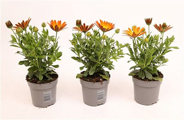 Osteospermum Orange Flare