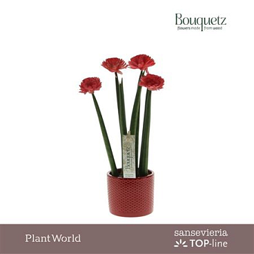 Sansevieria Top-line Bouquetz Red In Dots Keramiek