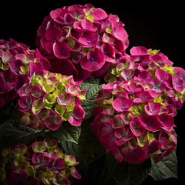 Гортензия крупнолистная Нинбо