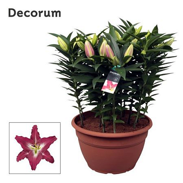 Lilium Or Entertainer Xl 15pp (decorum)