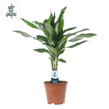Drac Janet Lind 15cm Stem