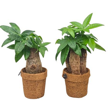 Kokopot Pachira Mix 13 Cm 2 Soorten