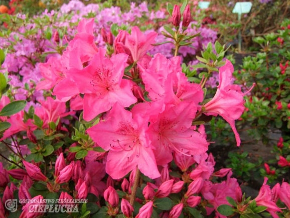 Азалия японская Катя