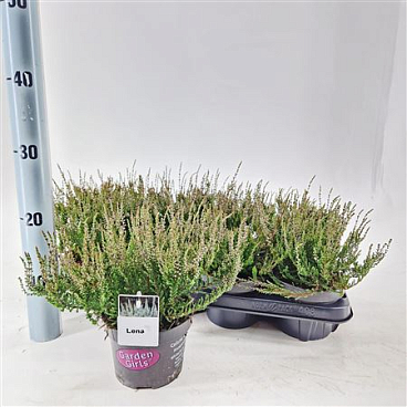 Calluna Gg Lena