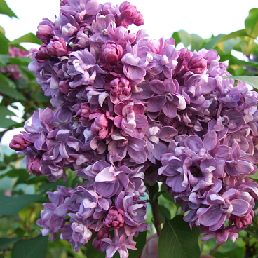 Сирень обыкновенная Гроза