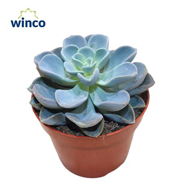 Echeveria Orpet
