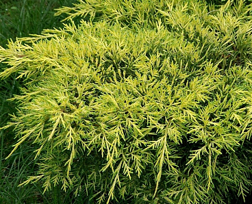 Можжевельник средний Голд Кост