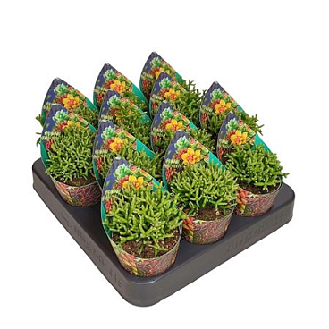 Rhipsalis Cereuscula Potcover