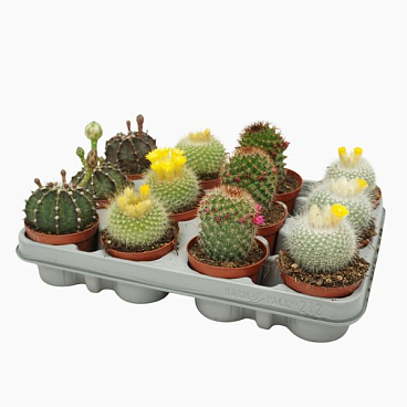 Кактус Микс С Цветами