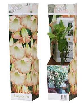 Brugmansia Pink