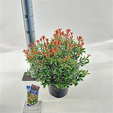 Pieris Jap Little Heath