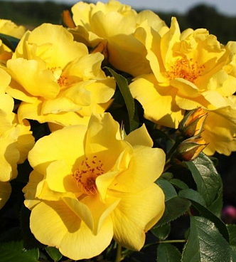 Роза флорибунда Лемон Физз