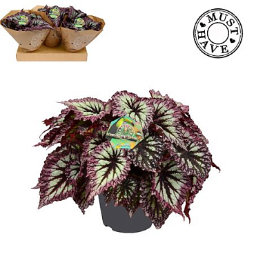 Begonia Rex Fireworks Must Have
