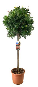 Callistemon Masotti On Stem