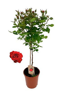 Rosa On Stem Red