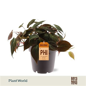 Philodendron Scandens Micans