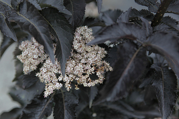 Бузина черная Блэк Тауэр