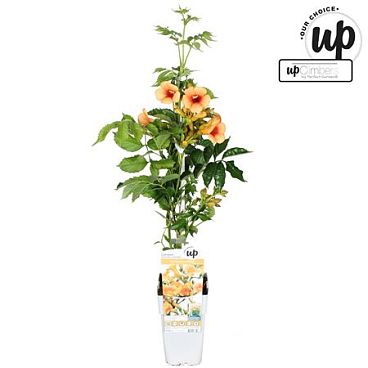Campsis Tagliabuana Summer In Orange