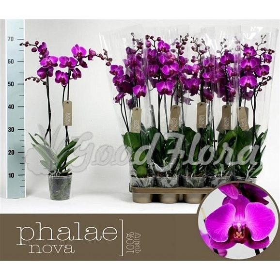 Фаленопсис 2 ст пурпурный
