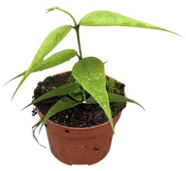 Hoya Polyneura Vietnam