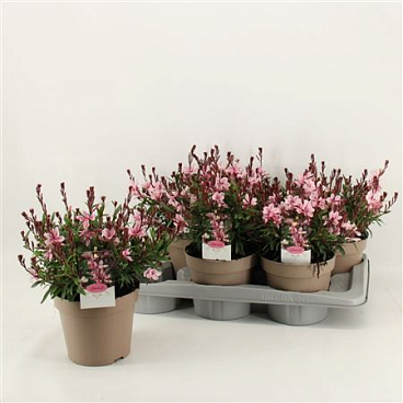 Gaura Pink
