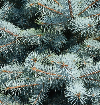 Ель колючая Блю Даймонд