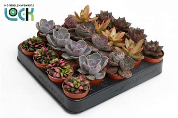 Succulent Autum Mix