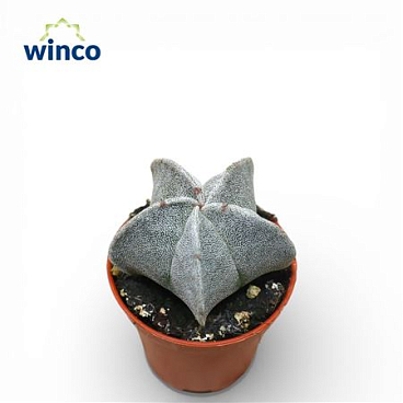 Astrophytum Myriostigma