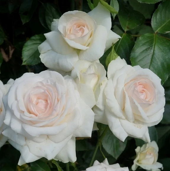 Роза плетистая Шваненси