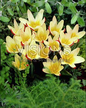 Тюльпан гибрид кауфмана Зе Фёрст