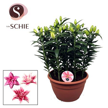 Lilium Or Roselily Pink Xl 15pp