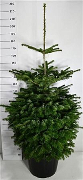 Abies Nordmanniana