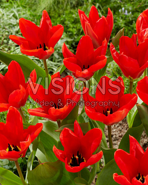 Тюльпан гибрид фостера Мадам Лефебер