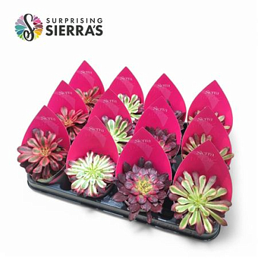 Aeonium Mix (эксклюзив) Sierra Collect
