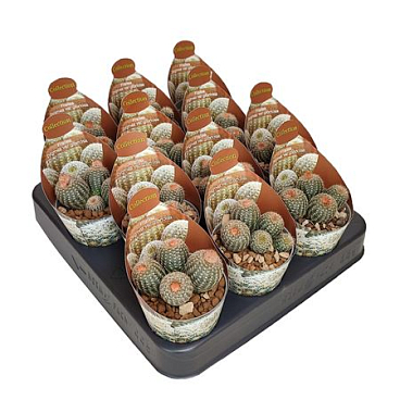 Frailea Pygmaea Var Gloriosa Potcover