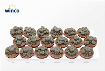 Sulcorebutia Rauschii