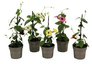 Thunbergia Alata Mix