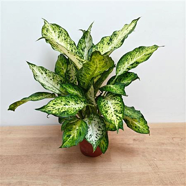 Dieffenbachia Amy
