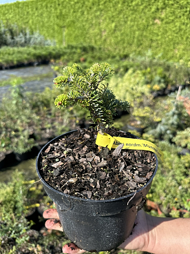 Пихта нордманская Мюнстерленд