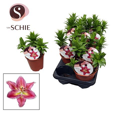 Lilium Or Reeleeze 3pp (watch Me Grow)
